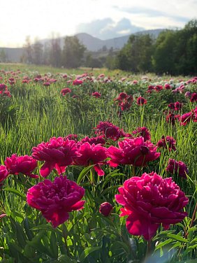 LynchCreekNursery